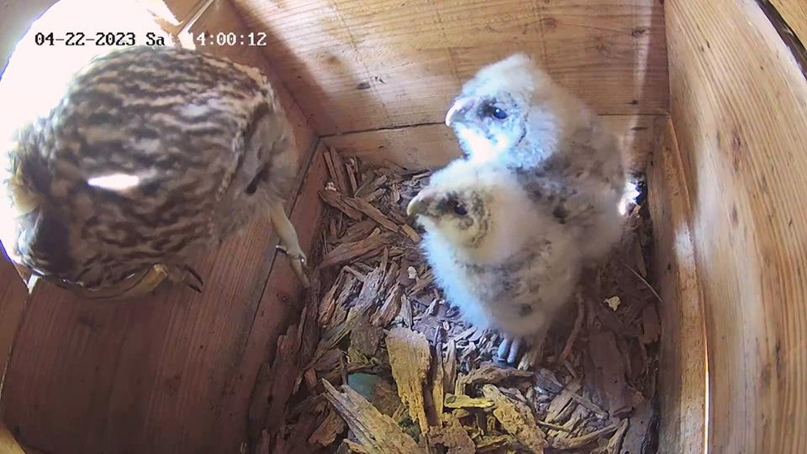 かがくの里フクロウプロジェクト